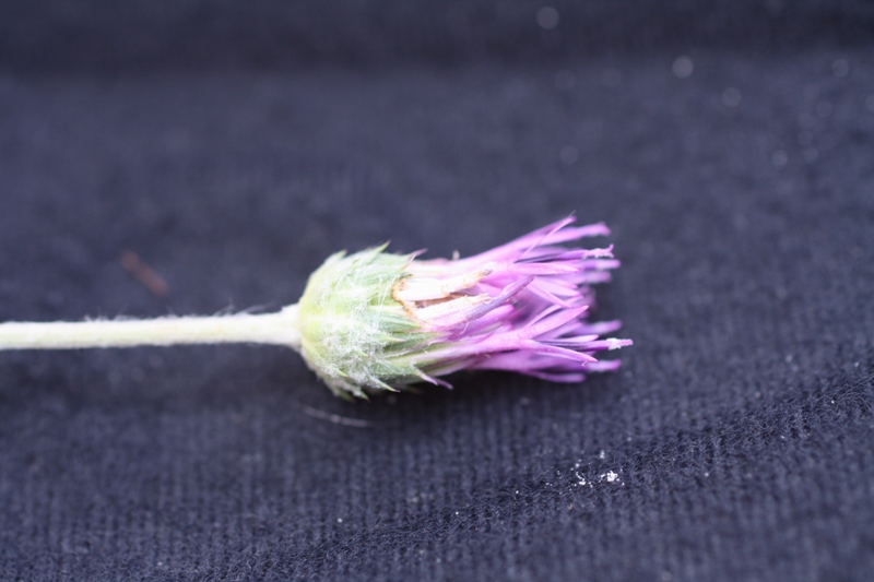 Image of Jurinea blanda f. integrifolia specimen.