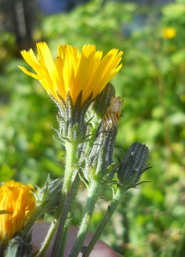 Image of Picris hieracioides specimen.