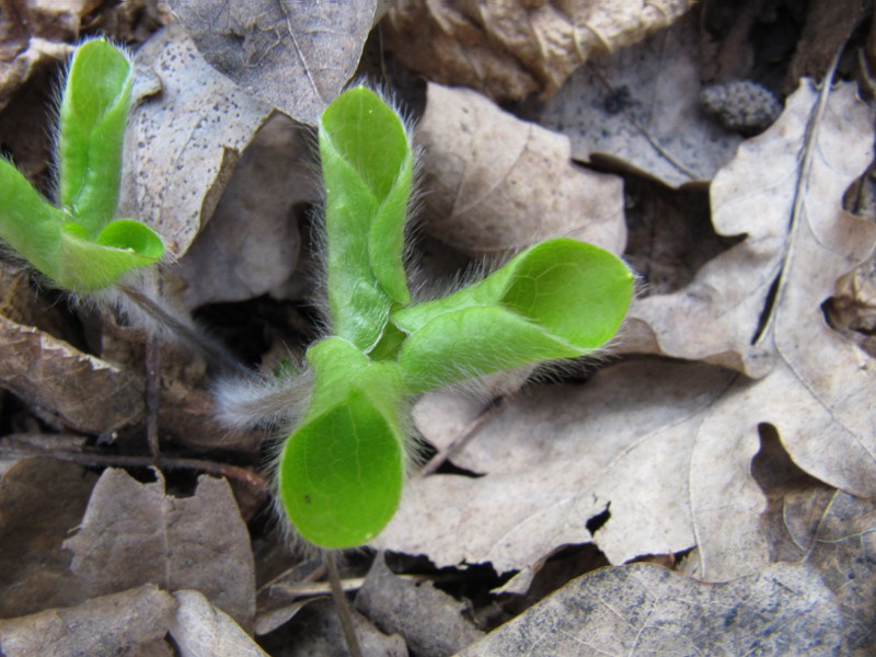 Изображение особи Hepatica nobilis.