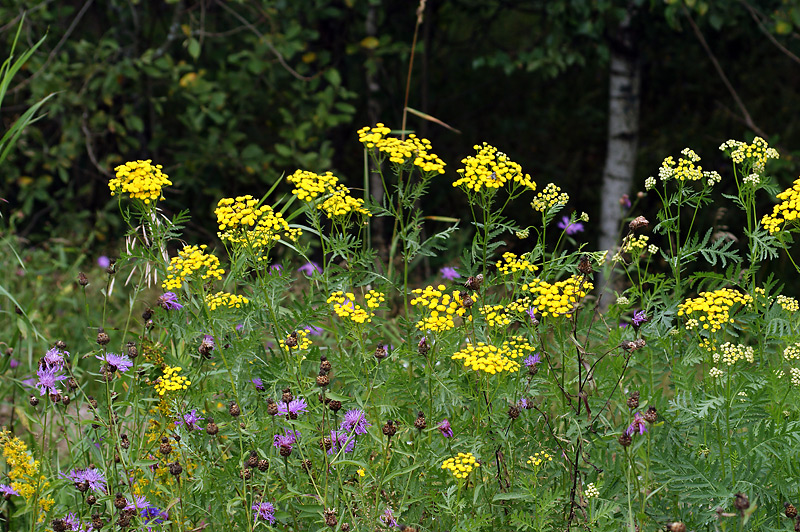 Изображение особи Tanacetum vulgare.