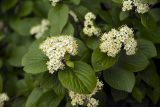 Viburnum burejaeticum