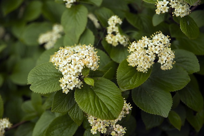 Изображение особи Viburnum burejaeticum.