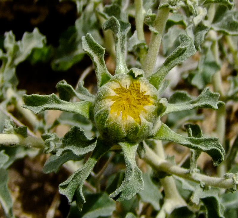 Изображение особи Anvillea garcinii.