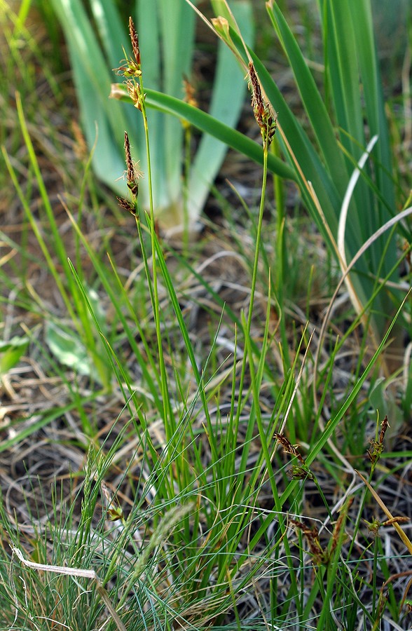 Изображение особи род Carex.