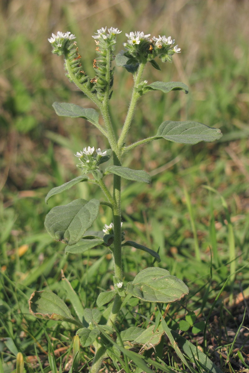 Image of Heliotropium europaeum specimen.