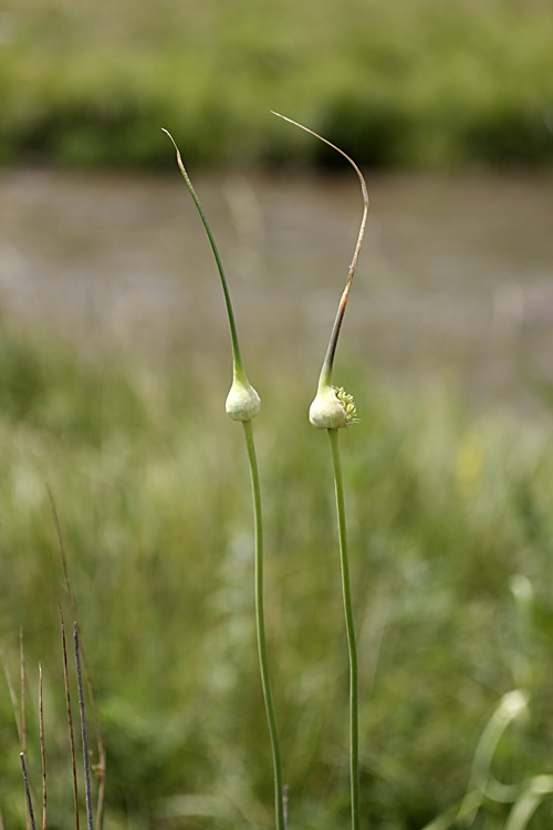 Image of Allium longicuspis specimen.