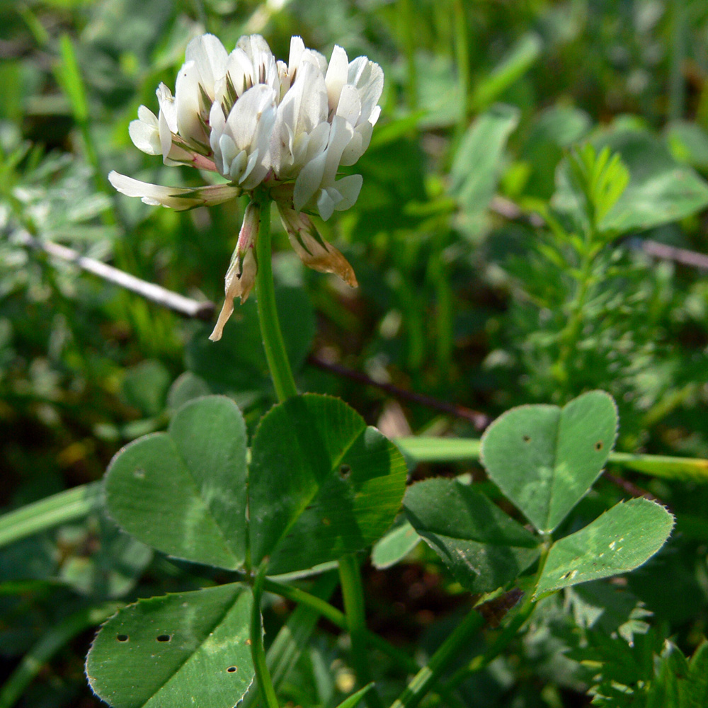 Image of Trifolium repens specimen.