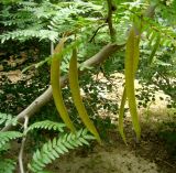 Gleditsia triacanthos. Ветвь с созревающими плодами. Копетдаг, Чули, в культуре. Май 2011 г.