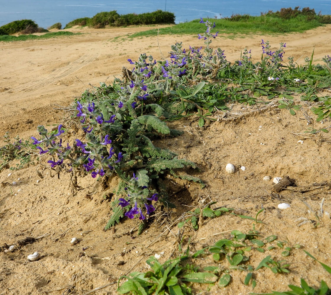 Изображение особи Salvia lanigera.