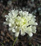 Scabiosa ochroleuca