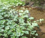 Petasites radiatus