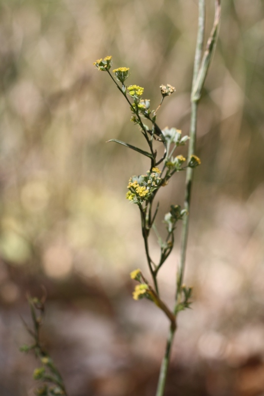 Изображение особи Bupleurum brachiatum.