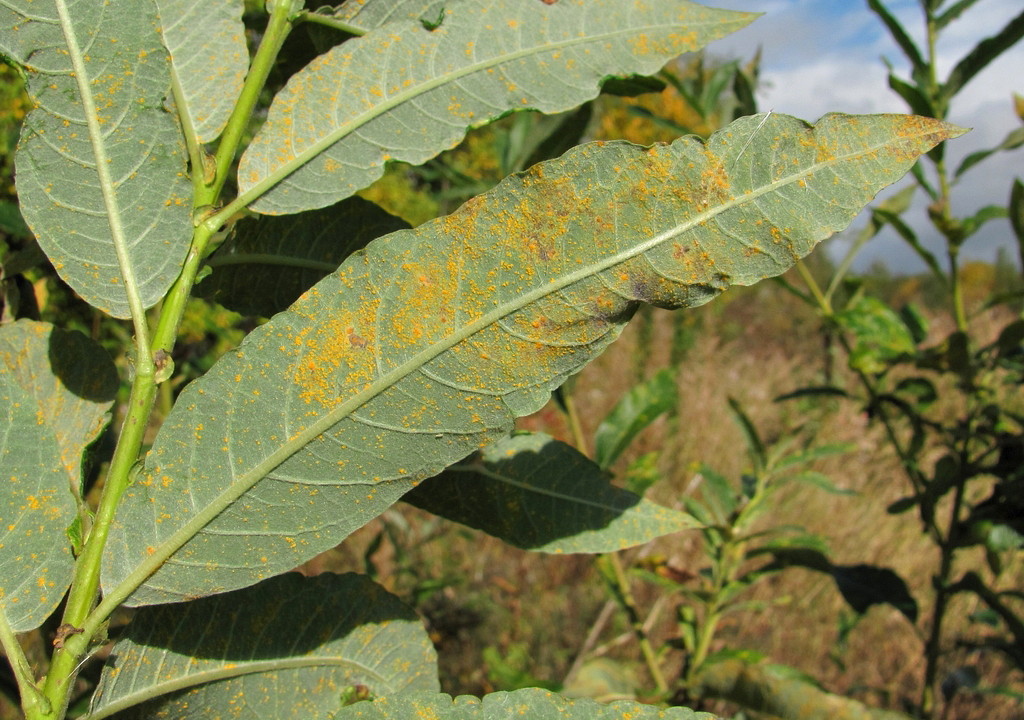 Image of Salix gmelinii specimen.