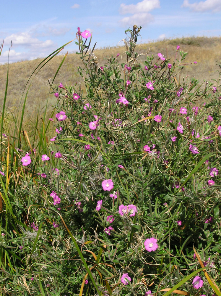 Изображение особи Epilobium hirsutum.