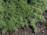 Galium humifusum. Заросли цветущих растений у железнодорожной насыпи. Саратовская обл., Энгельсский р-н. 4 сентября 2011 г.