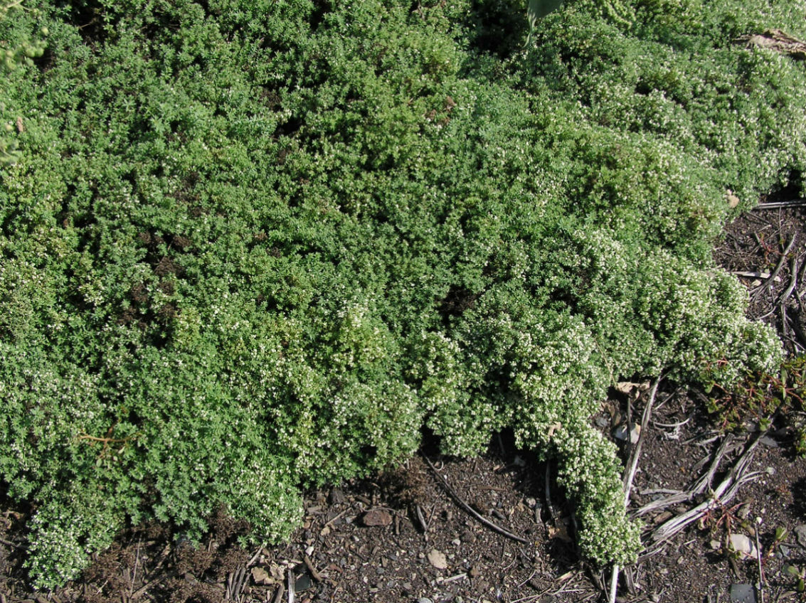 Изображение особи Galium humifusum.