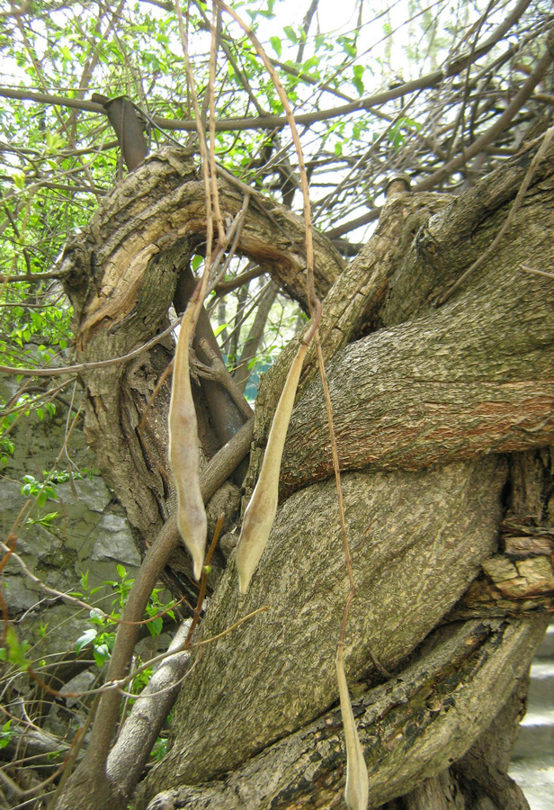 Image of Wisteria sinensis specimen.