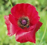 Papaver rhoeas. Цветок (вид сверху). Московская обл., дачный участок. 01.07.2001.