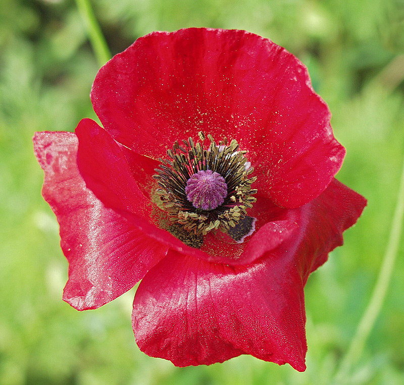 Image of Papaver rhoeas specimen.