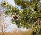 Pinus подвид kulundensis