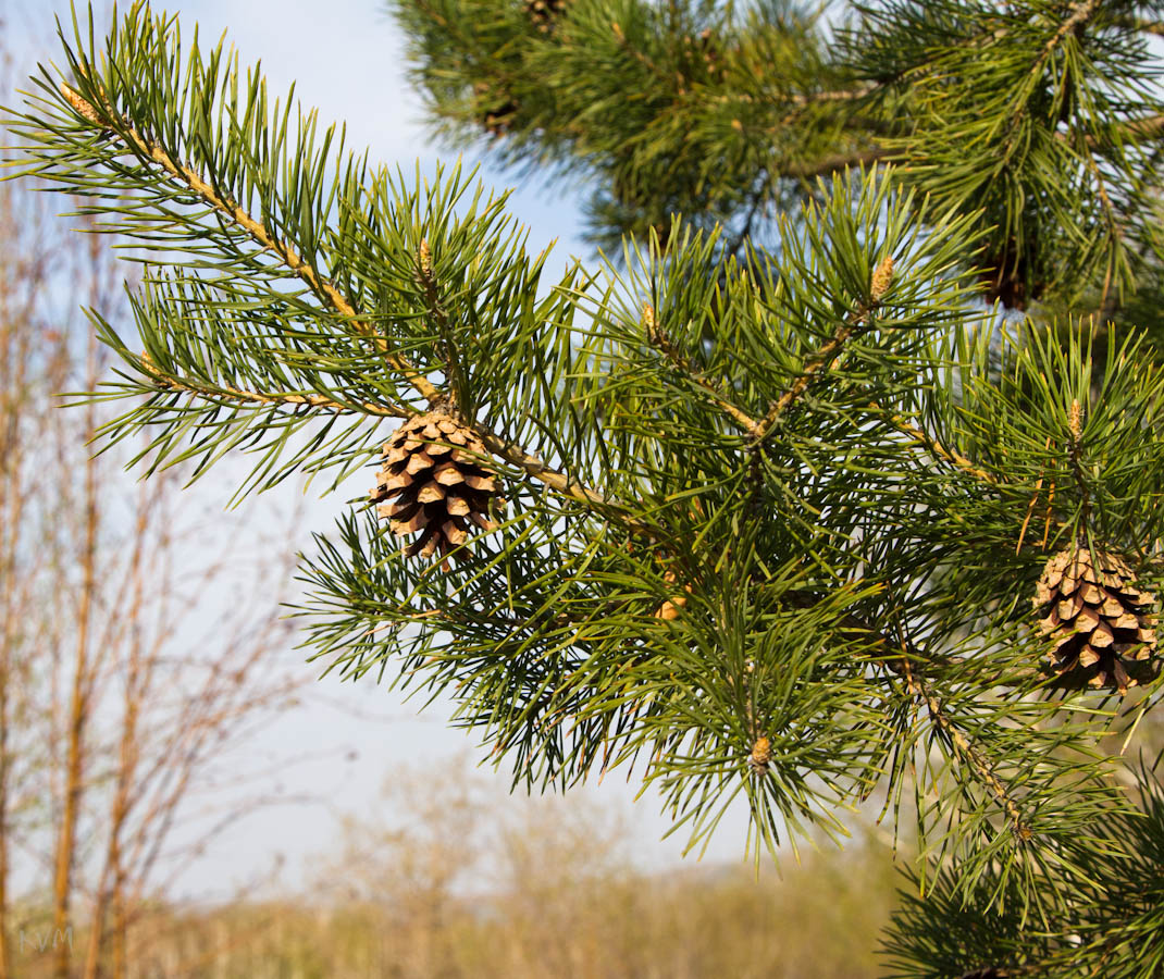 Изображение особи Pinus sylvestris ssp. kulundensis.