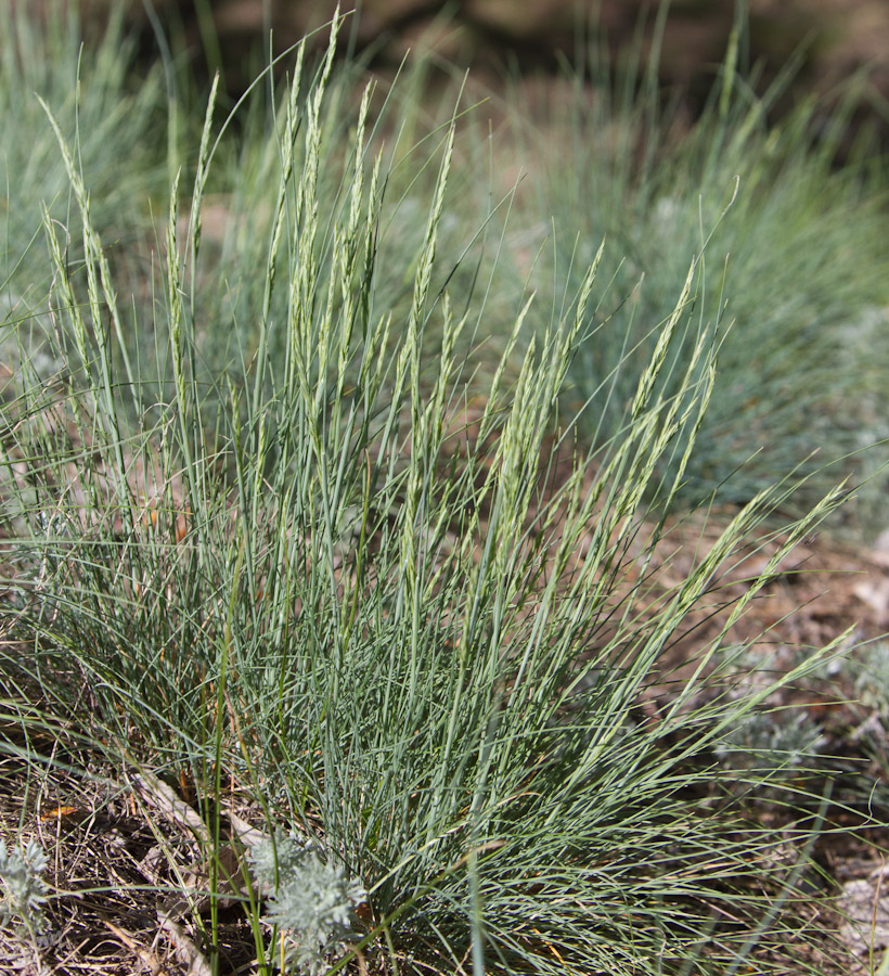 Изображение особи Festuca valesiaca.