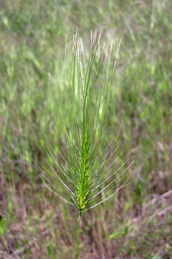 Изображение особи Taeniatherum asperum.