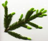 Picea abies. Часть ветви с молодыми побегами (отсканированный образец). Курская обл., Железногорский р-н, с. Разветье. 8 июня 2006 г.