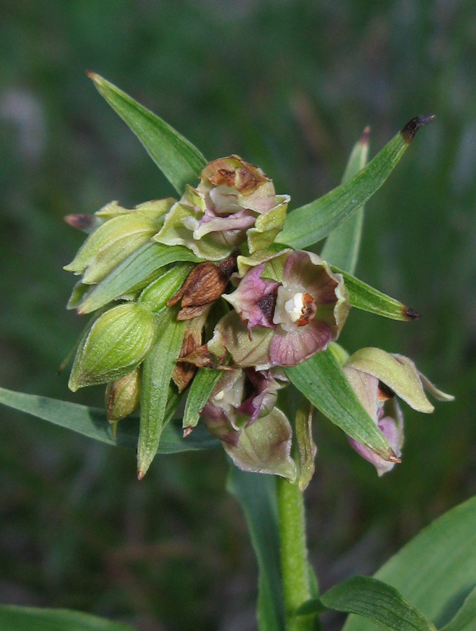 Изображение особи Epipactis helleborine.