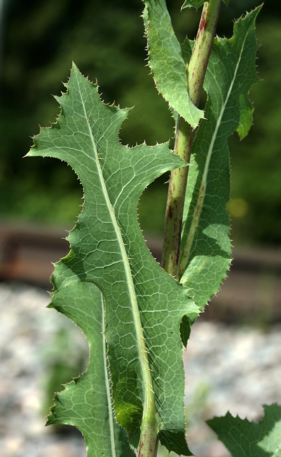 Изображение особи Lactuca serriola.