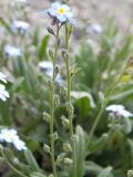 Myosotis lithospermifolia