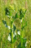 Senecio schwetzowii