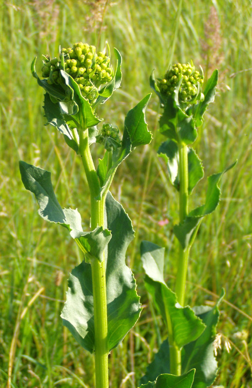 Изображение особи Senecio schwetzowii.