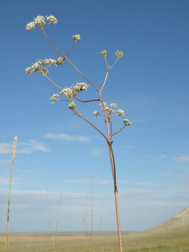 Изображение особи Palimbia defoliata.