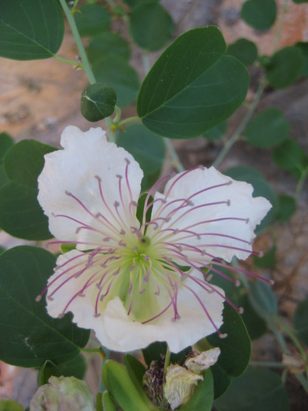 Image of Capparis orientalis specimen.