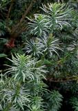 Cephalotaxus