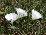 Convolvulus arvensis. Цветущее растение. Польша, Люблинское воеводство, Бяльский повят, гмина Залесе, пос. Хорбув, газон. 05.07.2012.