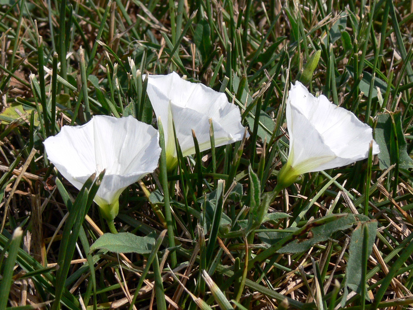 Image of Convolvulus arvensis specimen.