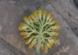 Achillea filipendulina