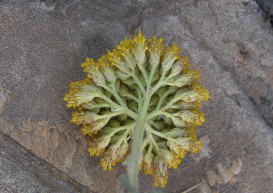 Image of Achillea filipendulina specimen.
