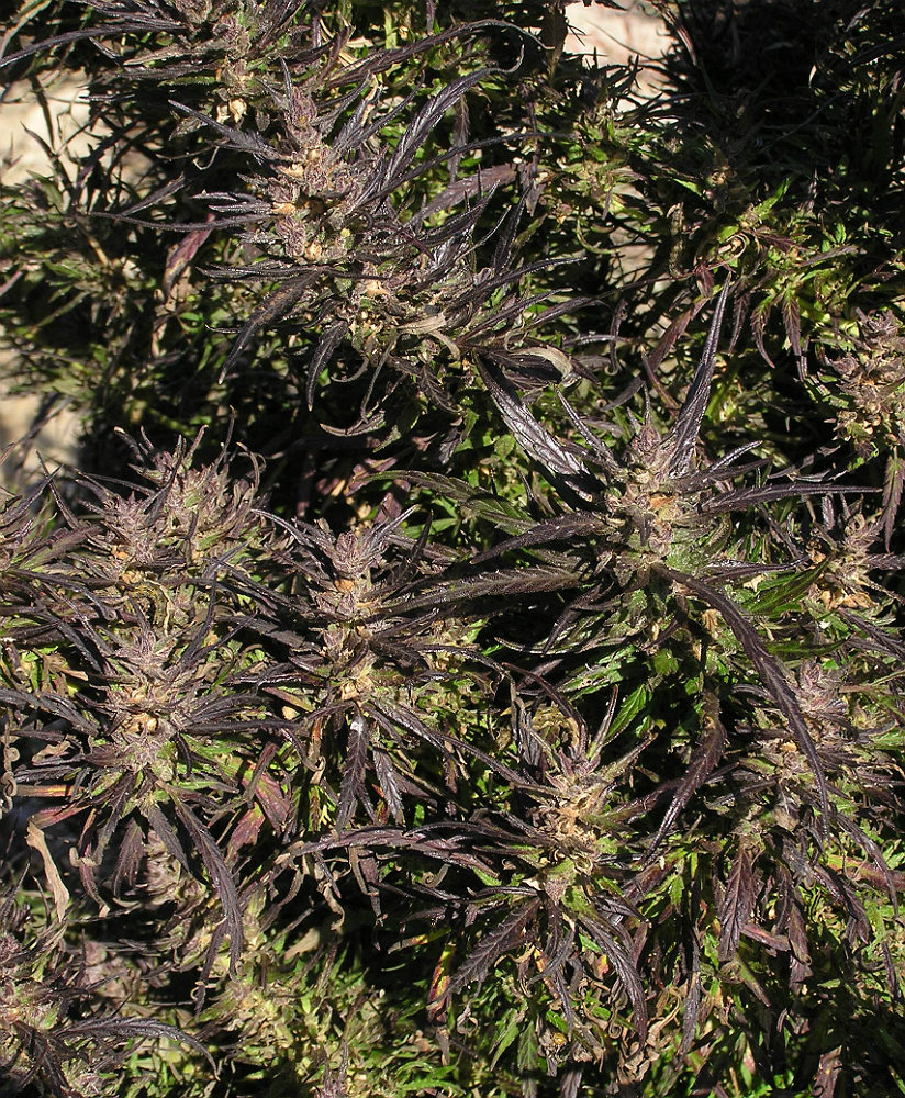 Image of Cannabis sativa var. spontanea specimen.