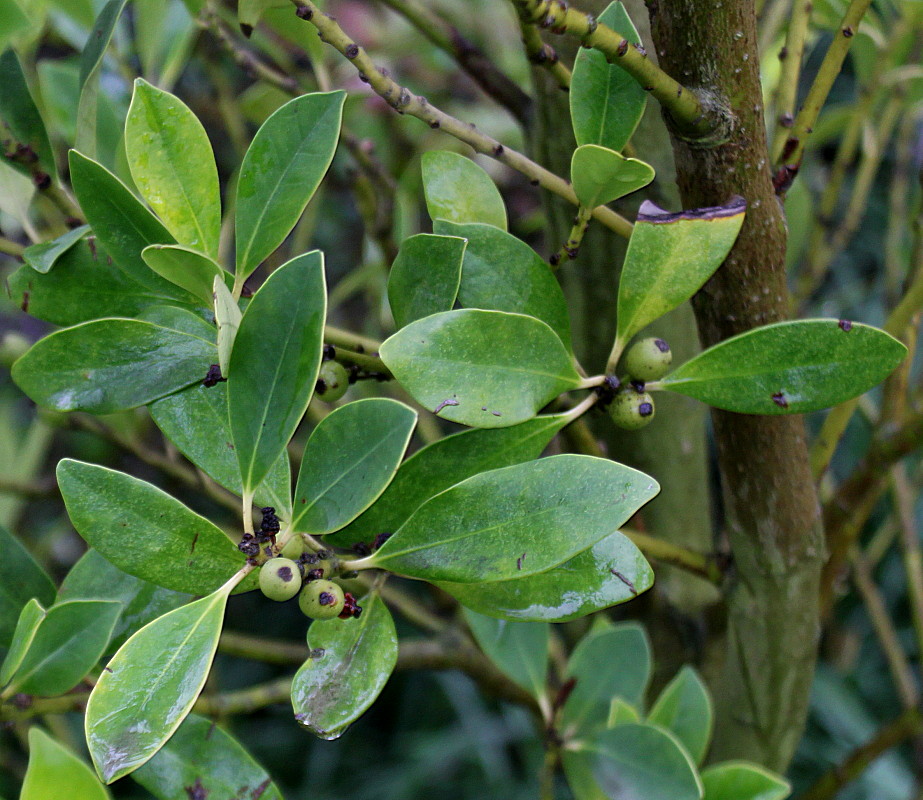 Image of Ilex integra specimen.