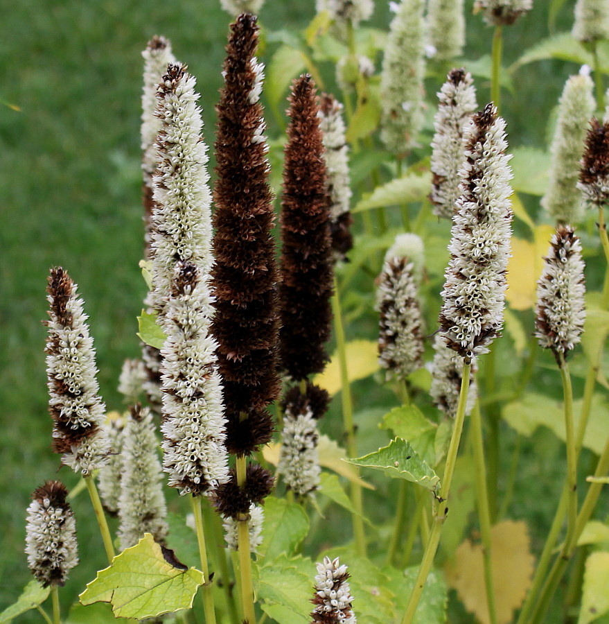 Изображение особи Agastache rugosa.