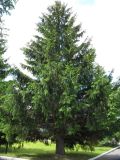 Picea abies. Взрослое дерево. Московская область, г. Кубинка, парк. 01.06.2012.