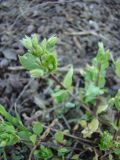 Stellaria pallida