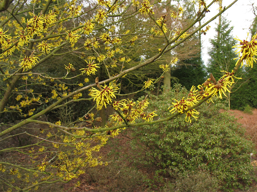 Image of Hamamelis &times; intermedia specimen.