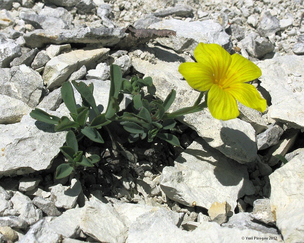 Изображение особи Linum tauricum.