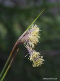 Eriophorum angustifolium. Верхушка растения с соцветиями в период тычиночного цветения. Архангельская обл., Соловки, о. Бол. Соловецкий, сосняк сфагновый. 06.06.2007.