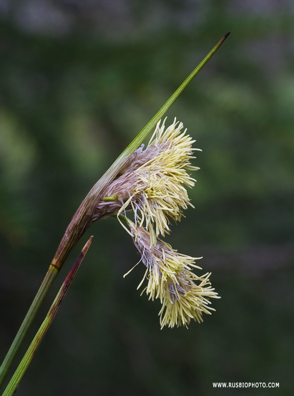 Image of Eriophorum angustifolium specimen.