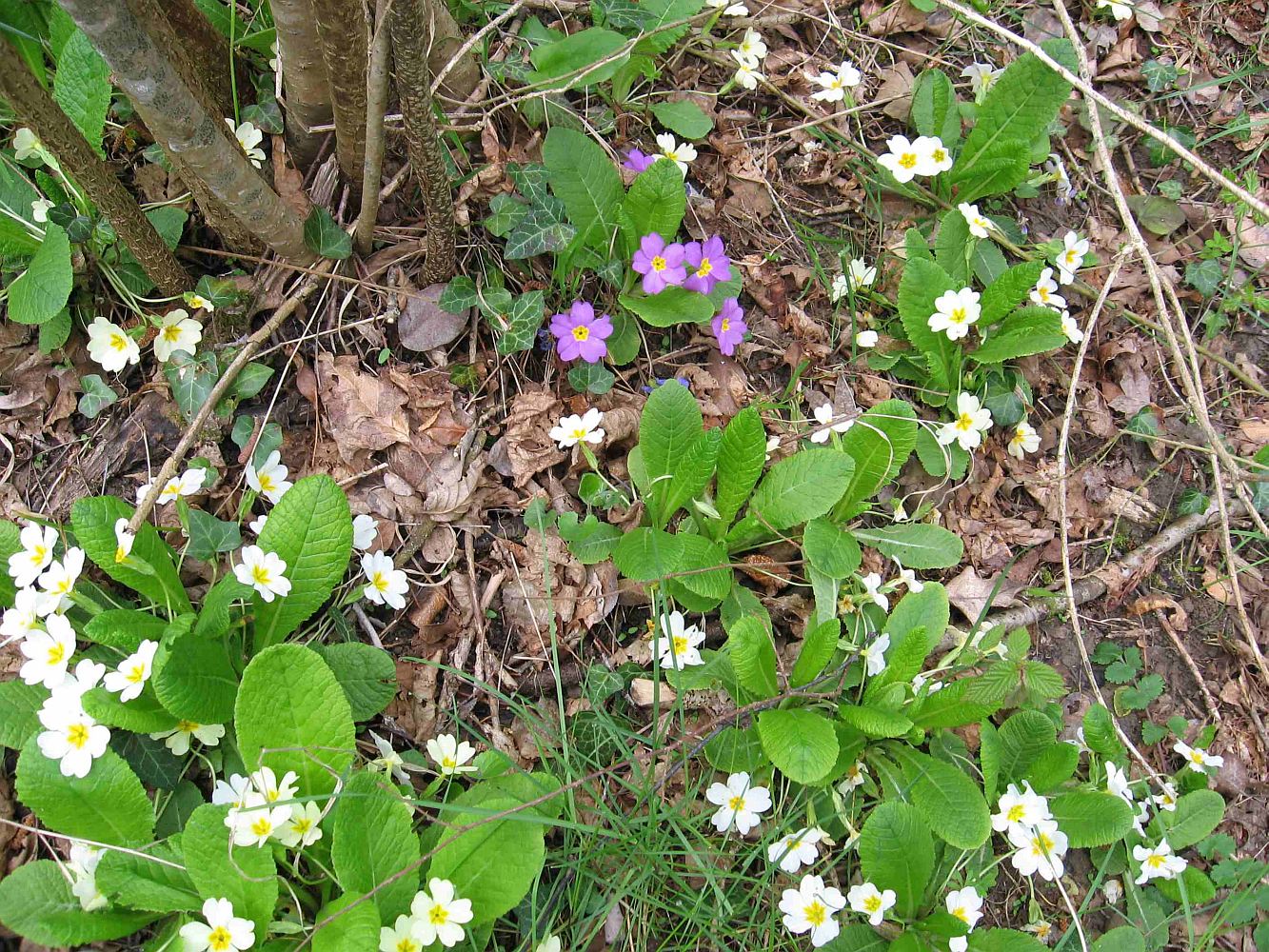 Изображение особи Primula vulgaris.